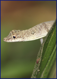 Die Naturwunder des Amazonas Regenwaldes