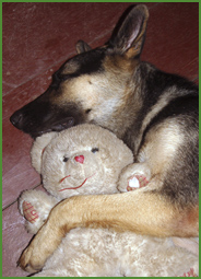 Lord, the gentle but watchful shepherd dog