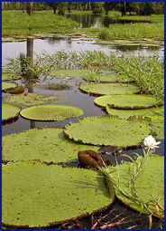 Explore the rainforest from the Amazon lodge Juma Lake Inn