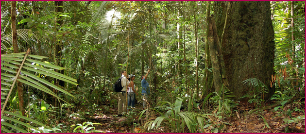 Walking tour in the rain forest